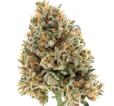 Cannabis flos 18/1 LS Ku